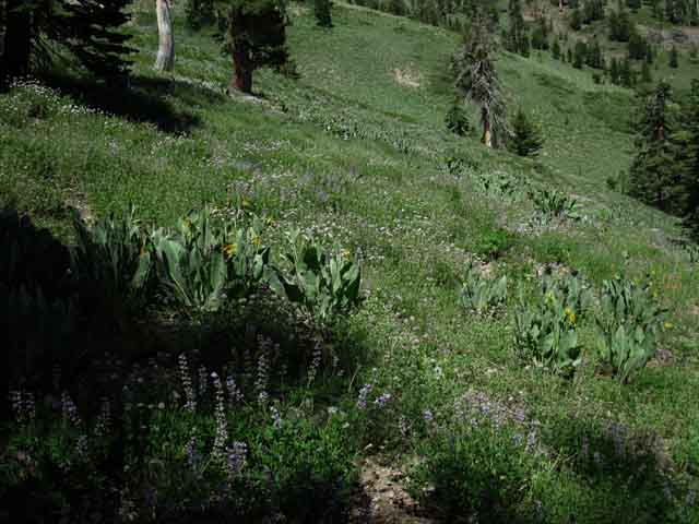 Bee Gulch late in bloom
